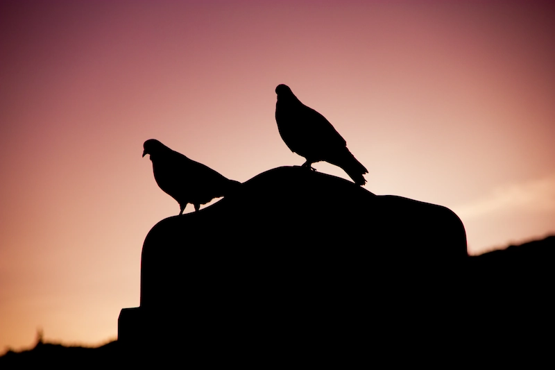 Photo pigeons silhouette ciel rose
