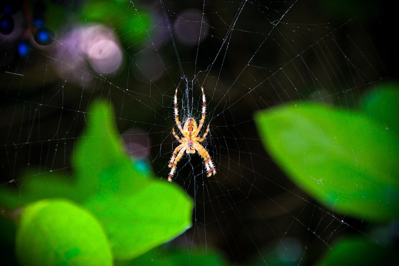 Photo d'une araignée sur une toile