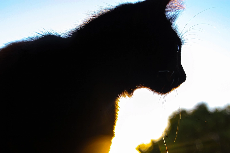 Photo d'un chat noir