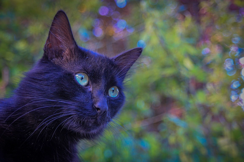 Photo d'un chat noir