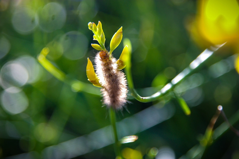 Photo d'une chenille poilue sur une plante