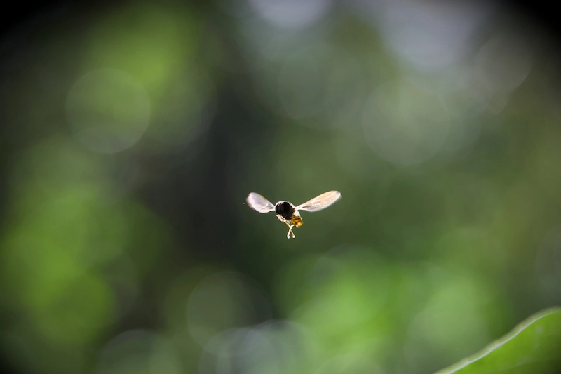 Photo d'une mouche en vol