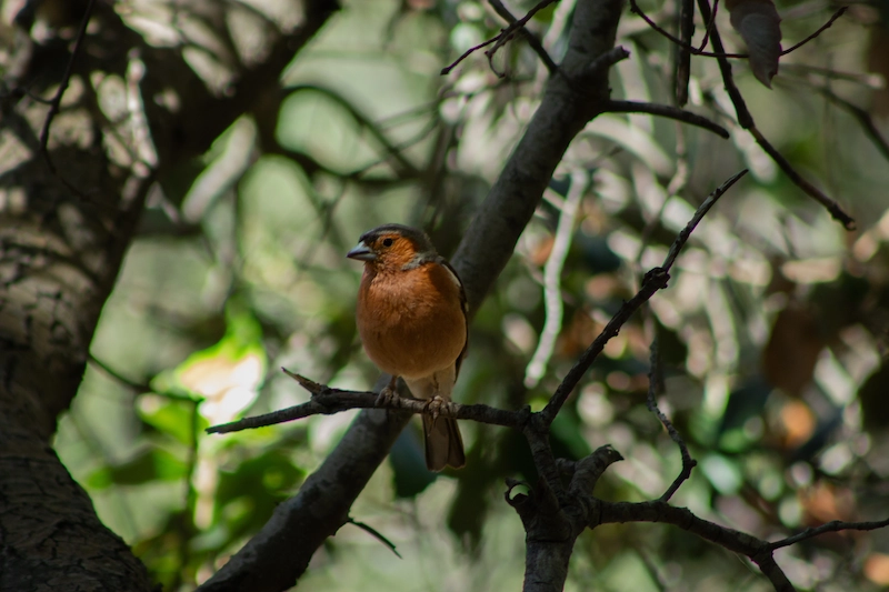 Photo d'un pinson des arbres à Port Cros