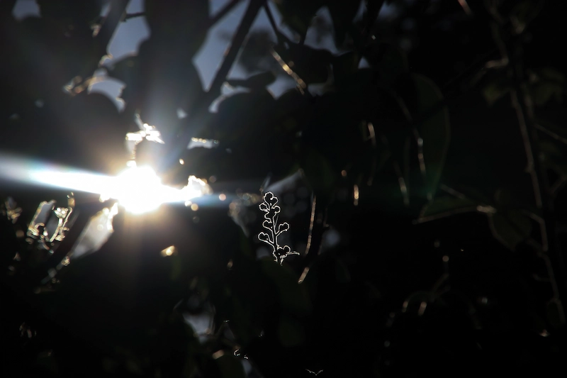 Photo d'une plante contour lumineux
